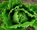 Saving Lettuce Seed | Southern Exposure Seed Exchange