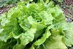 Growing Lettuce - Experience Real Flavor! - Old World Garden Farms