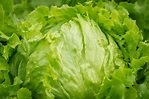 23 Different Types of Lettuce Varieties With Pictures | Yard Surfer