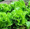 Lettuce2.jpg | Gardening ABC