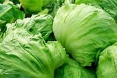 What Is Crisphead Lettuce: Tips On Growing Crisphead Lettuce Plants