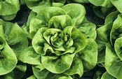 16 Types of Lettuce Varieties