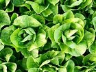 Parris Island Cos Romaine Lettuce, bulk size: 7 g : Southern Exposure Seed Exchange, Saving the ...