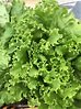 Learn Your Lettuces: An Overview of Organic Lettuce Types Grown by GROMAINE | GROMAINE
