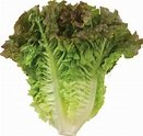 Lettuce - Types, Nutrition Facts, Calories, Carbs - Health Benefits