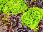 Lettuce Varieties - Learn About The Different Types Of Lettuce
