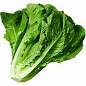Lettuce Green - Concept Fresh