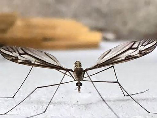 Giant mosquito-like bugs are flying all over Phoenix right now. Here s what they are