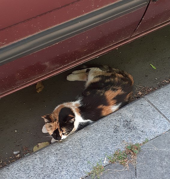 File:Bucuresti, Romania. Pisica in 3 culori, CALICO, pe o strada din Bucuresti.jpg