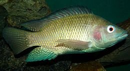 260px-Oreochromis-niloticus-Nairobi.JPG