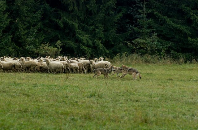 O haită de lupi au sfâșiat peste 120 de ovine la o stână din Alba