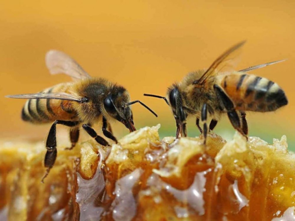 albine-sursa-foto-lumeasatului.ro_.jpg