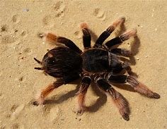 Image result for tarantula