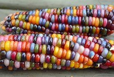Image result for Colored Corn Ears