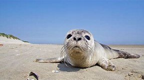 Image result for Seals