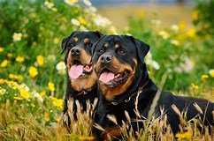 Image result for Rottweilers. Size: 242 x 160. Source: matadornetwork.com