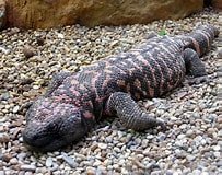 Image result for Gila Lizard. Size: 203 x 160. Source: reptiles-world.blogspot.com