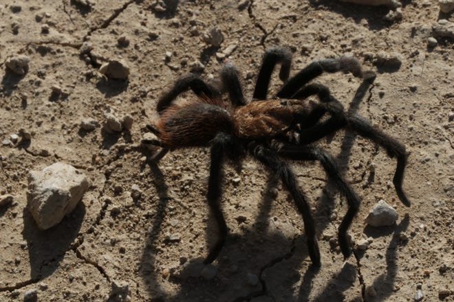 A male tarantula makes its way across a portion of the Comanche National Grassland south of La Junta, Colo. The males set out each fall in search of a mate in the grassland, where the females make their burrows in the undisturbed prairies.