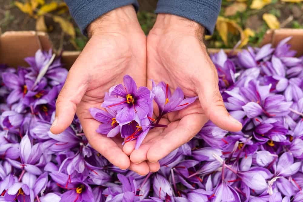 Flowers of saffron collection