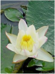 Nufar - nimphea lotus termalis