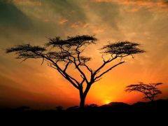 Kenya - Samburu Game Reservation.jpg