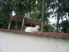 pisica alba