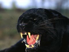 black-pantherb.jpg