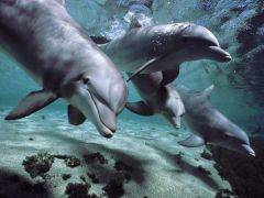 dolphinb.jpg
