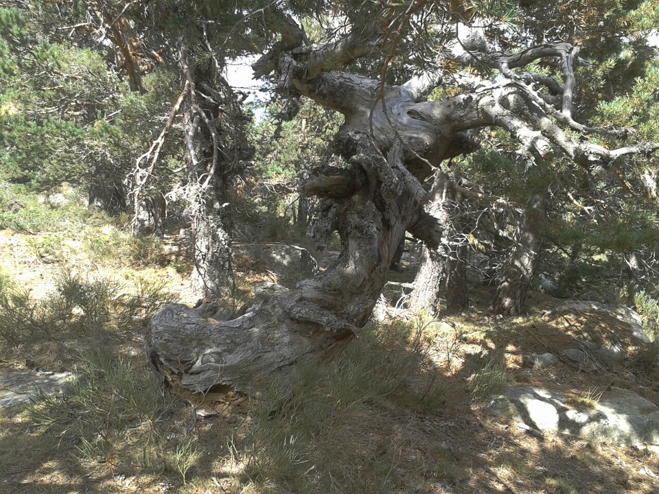 Un copac rupt