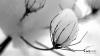 post-3524-1110410042_thumb.jpg