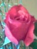 post-234583-1251997231_thumb.jpg