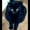 ..Black Cat..