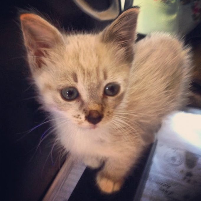 Pisica Siameza hibrid pentru adoptie