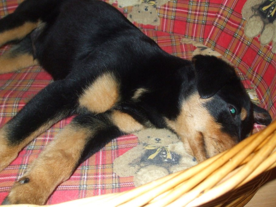 Pui de Rottweiler abandonat dat spre adoptie (Abandoned Rottweiler puppy given for adoption)