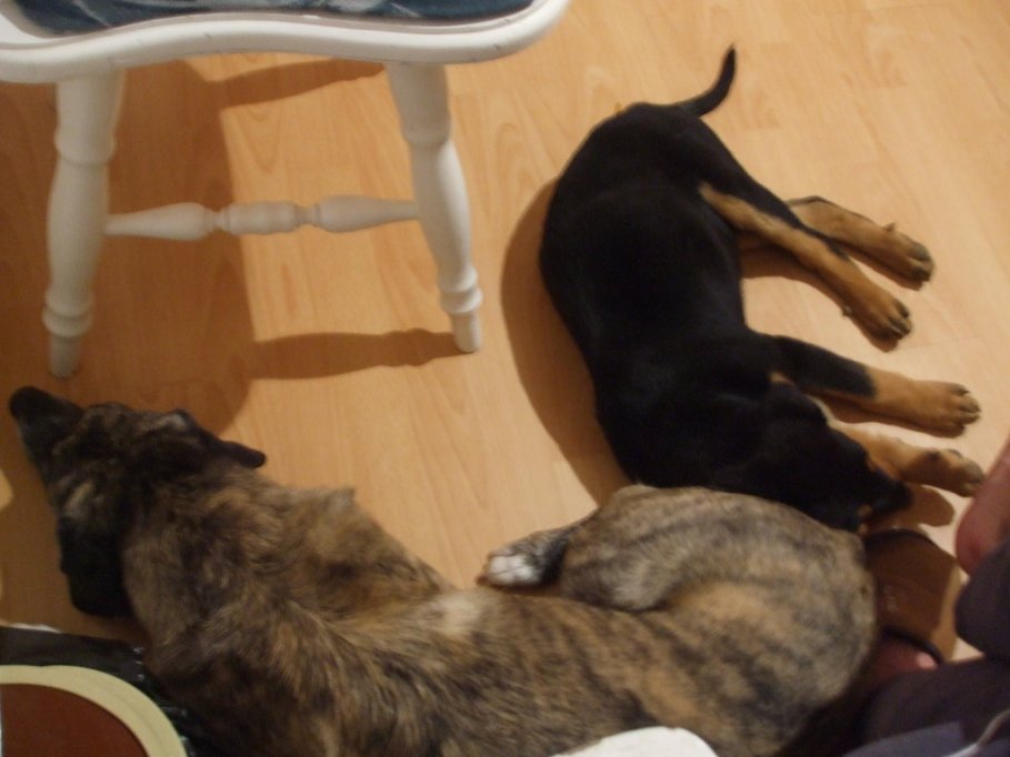 Pui de Rottweiler abandonat dat spre adoptie (Abandoned Rottweiler puppy given for adoption)