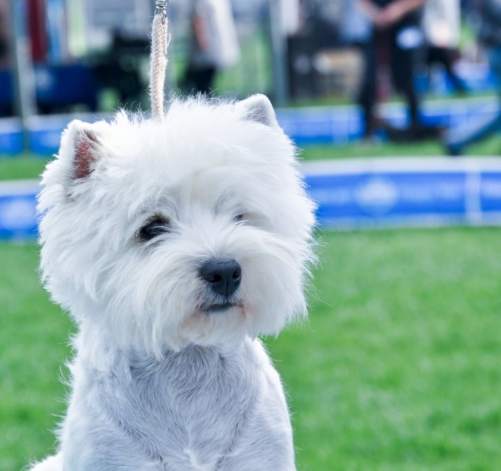 Vand pui westie