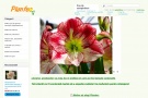 Planteo