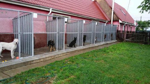 Pensiune caini Bacau