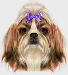 Salon frizerie canina