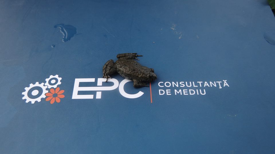 EPC Mediu