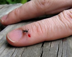 Tratamente impotriva intepaturilor de insecte