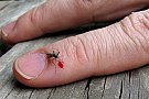 insecta Tratamente impotriva intepaturilor de insecte