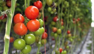 Un sistem bun de irigat pentru grădina ta de legume