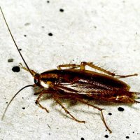 Beneficiile dezinsectiei