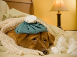 Recuperare rapidă pentru animalul de companie cu FanVet