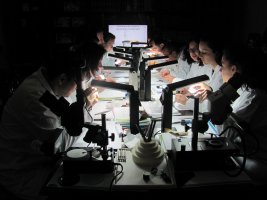 Evaluarea diamantelor si pietrelor pretioase de catre Gemologi