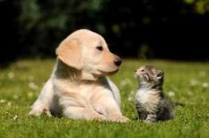 Animal fericit, datorita unui stapan atent – afla ce pet shop este potrivit pentru cumparaturile frecvente dedicate animalelor de companie