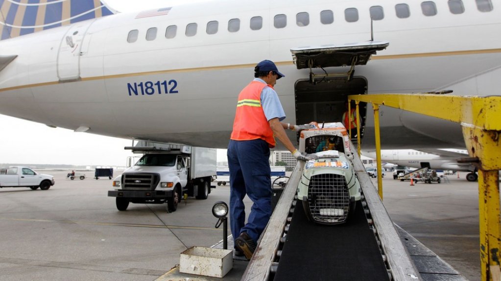 Cum poti transporta animalele de companie cu avionul in conditii sigure