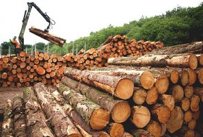 Proiect care prevede interzicerea exportului de bustean si cherestea