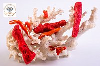Coralii geme organice